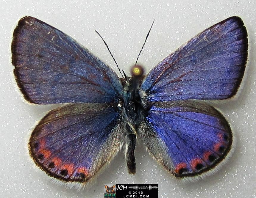 Plebejus acmon (Acmon Blue Butterfly) image